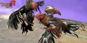 Daga88 – Nhà cái phát sóng đá gà full HD không delay, trải nghiệm đỉnh cao 1 Daga88